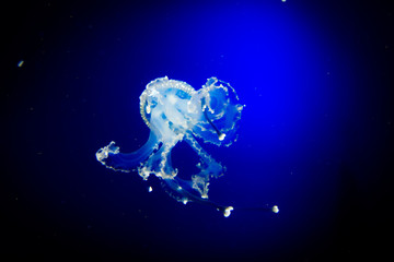 Obraz na płótnie Canvas Underwater paradise. Swimming Jellyfish On Blue Background