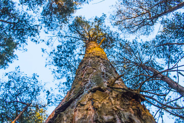 Fototapeta premium Spruce forest