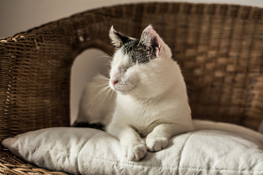 White blind cat with serene expression resting on white pillow on wicker chair.
