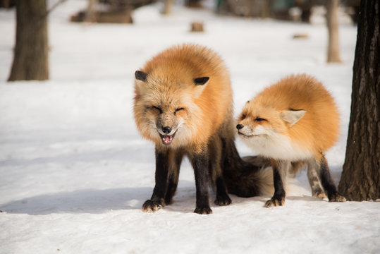 Fototapeta red fox in winter season