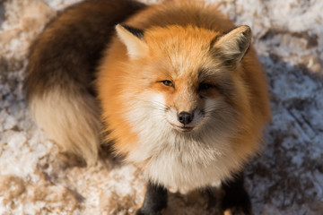Fototapeta premium red fox in winter season