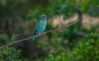 European Blue Roller South Africa Safari