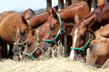 Chestnut mares and foals eating hay on the ranch