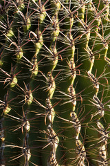 Detail of Barrel Cactus at the Tucson Mountain Park, AZ