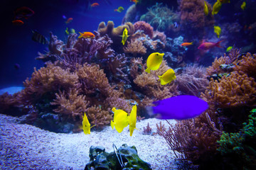 Fototapeta na wymiar underwater background. Underwater scene. Underwater world. Underwater life landscape