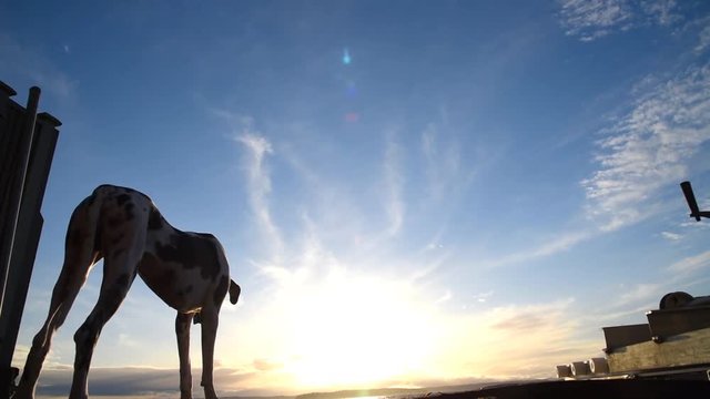 Man silhouetted with his dog at sunset