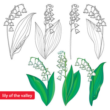 Vector set with outline Lily of the valley or Convallaria flowers and leaves isolated on white. Template with ornate floral element for spring design or coloring book. Early lily in contour style.