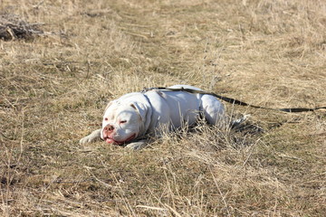 American bulldog champion