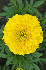Blooming Yellow Marigold (Tagetes)