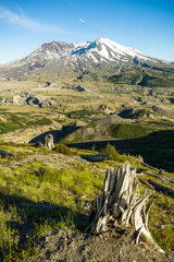 Blown away trees by vulcano eruption at Mount St Helene, WA, USA,
