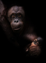 Orang Utan mit Baby als lowkey Portrait