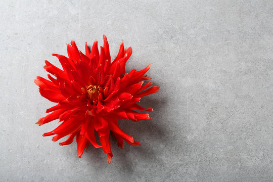 Fototapeta Red dahlia on gray concrete