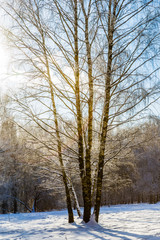 Birch trees in the winter forest