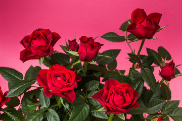 Close-up of red roses on a pink background.