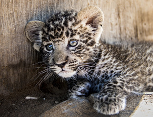 Leopard cub