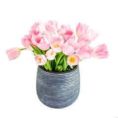 Pink tulips bouquet in  gray vase. Isolated over white background 