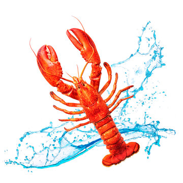 Red lobster with water splashes