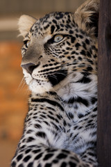 Leopard cub