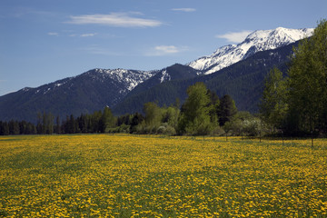 Yellow Flower Farm Snow Mountains Countryside Glacier National P