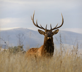 Naklejka na ściany i meble Large Male Elk with Large Rack National Bison Range Charlo Monta