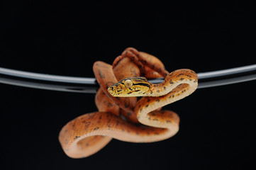 tree boa snake isolated on black background