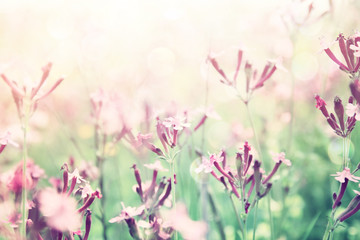 abstract dreamy photo of spring wildflowers