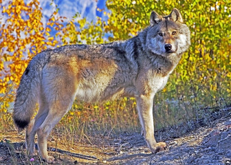 Portrait of beautiful big Timber Wolf standing in trail with trees in autumn colors.