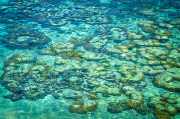 Fototapeta na wymiar coral reef and crystal clear water at tropical beach