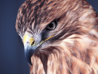 Hawk buteo close-up at the red and blue tones looking down