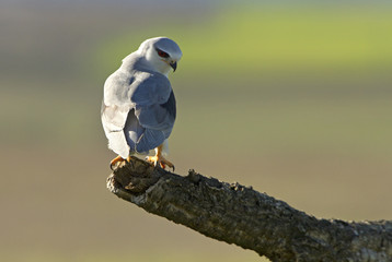 Adult of black-shouldered. Elanus caeruleus.