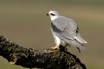 Adult of black-shouldered. Elanus caeruleus.