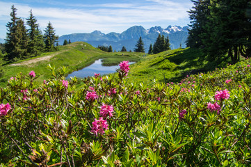 mountainous of belledone,isere,france