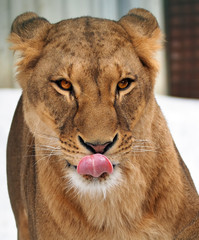 Lion licks female face close-up
