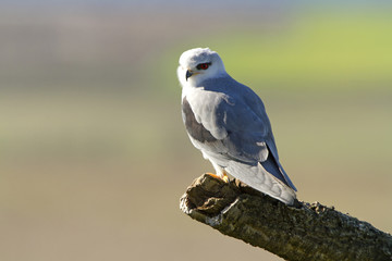 Adult of black-shouldered. Elanus caeruleus.