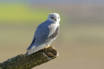 Adult of black-shouldered. Elanus caeruleus.