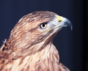 Hawk buteo close-up at red and blue tones
