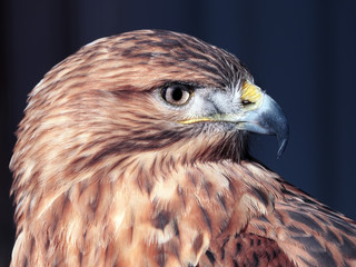 Hawk buteo close-up at red and blue tones looking to the right