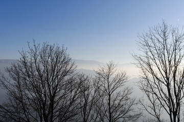 View from Yburg castle in direction mountain Hornisgrinde with fog in the valley and trees in foreground