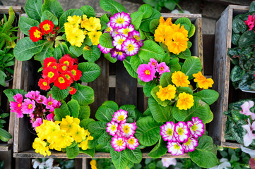Fototapeta na wymiar Flowers in pots plastic variety of beautiful floral colors placed in a crate.