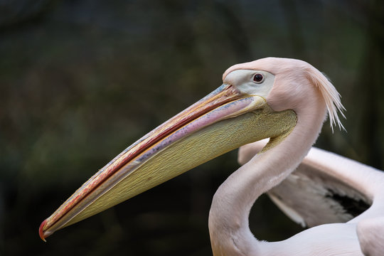 Pelikane Bilder Durchsuchen 157,618 Archivfotos, und