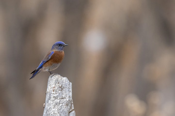 Obraz premium Western bluebirds in central New Mexico