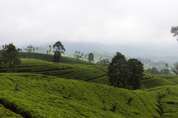Plantations de thé, Nuwara Eliya, Sri Lanka