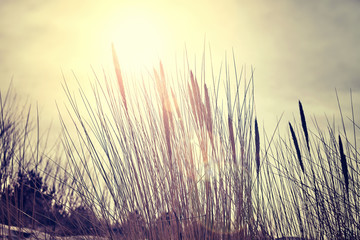 Color toned dried plants at sunset, nature background, selective focus.