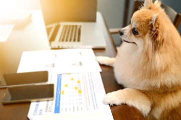 Smart Fluffy Pomeranian searching stock market online check his account with smile. Easy online...