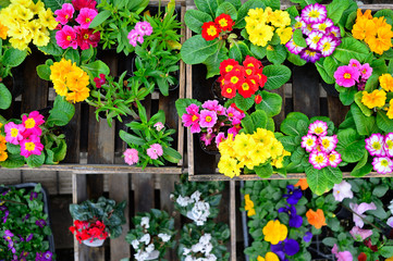 Flowers in pots plastic variety of beautiful floral colors placed in a crate.