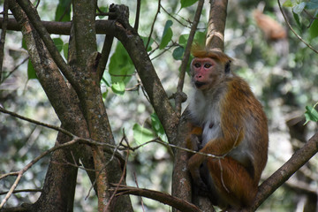 Singe dans un arbre, Jardin botanique de Kandy, Sri Lanka