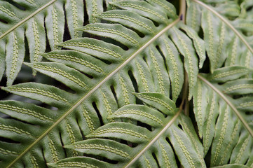 Texture from green leaves of a fern