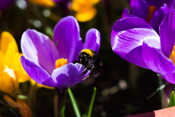 Bumblebee on a Crocus Flower