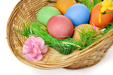 easter eggs in basket isolated on a white background