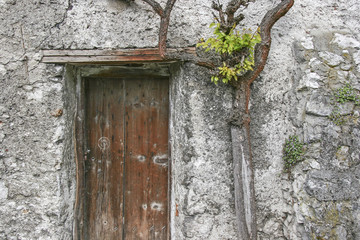 Alte Tür mit knorrigem Weinstock
